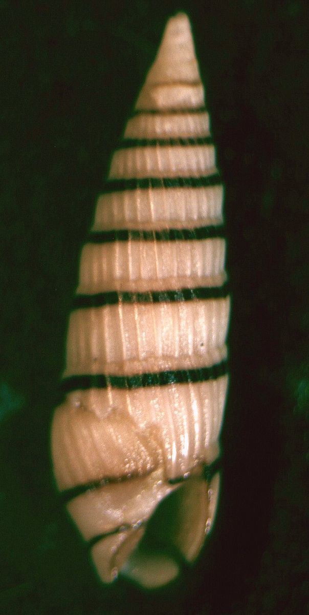 Terenolla pygmaea