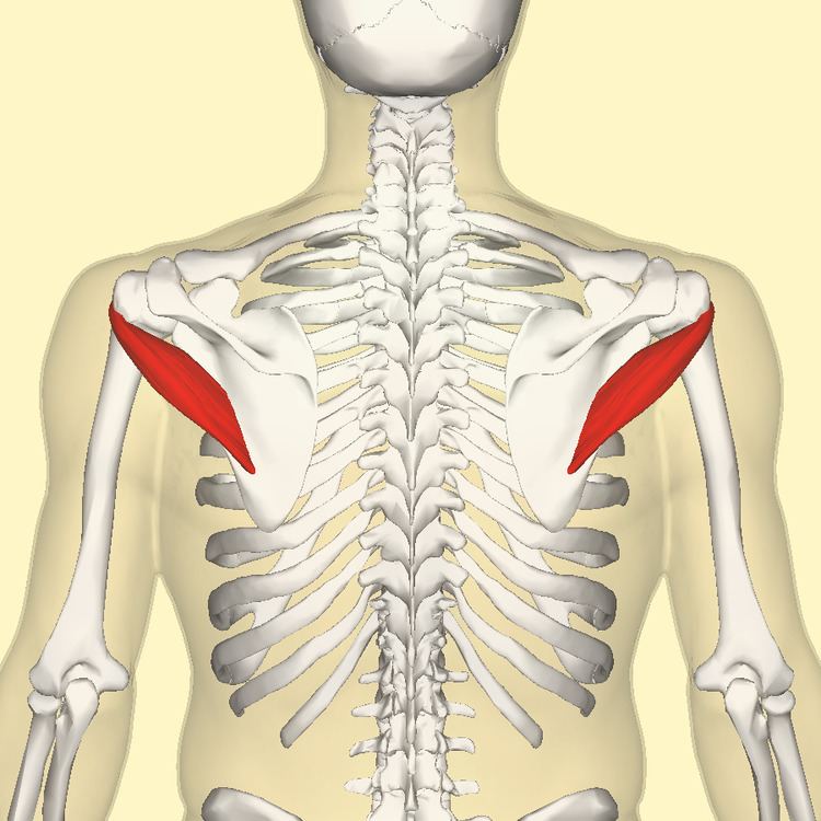 Teres minor muscle