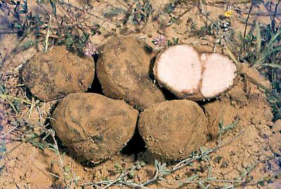 Terfezia Terfezia Tirmania Kalaharituber the desert truffle Tom Volk39s