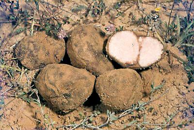 Terfeziaceae Terfezia Tirmania Kalaharituber the desert truffle Tom Volk39s