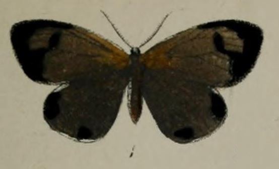 Terina (moth)