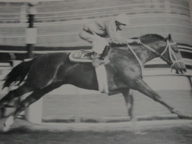 Terlingua (horse) FOLLOWING TERLINGUA THE VAULT Horse racing past and present