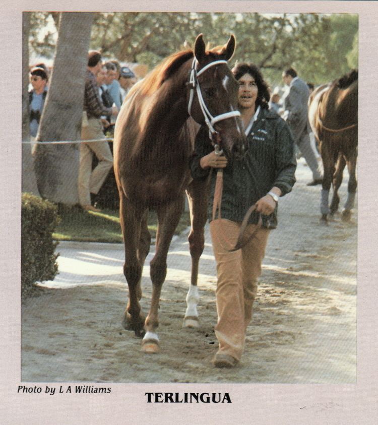 Terlingua (horse) FOLLOWING TERLINGUA THE VAULT Horse racing past and present
