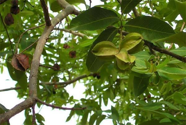 Terminalia arjuna Terminalia arjuna Herbs amp Ayurveda