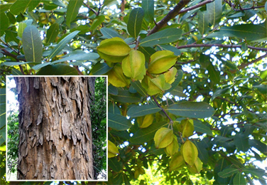 Terminalia arjuna Arjuna Terminalia Arjuna Properties Benefits Uses amp Dosage