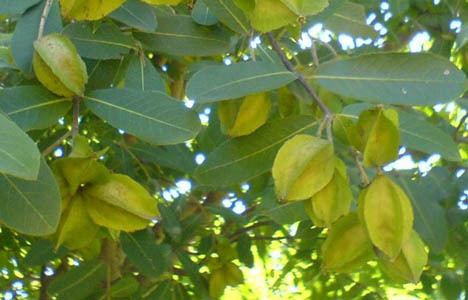 Terminalia arjuna Terminalia arjuna health benefits and home remedies