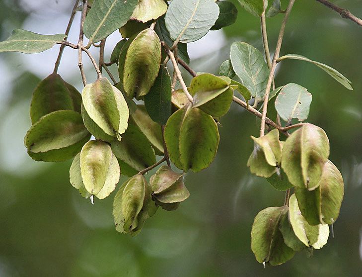 Terminalia arjuna httpsuploadwikimediaorgwikipediacommons99