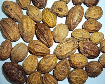 Terminalia chebula Terminalia chebula benefits and pictures Traditional medicine