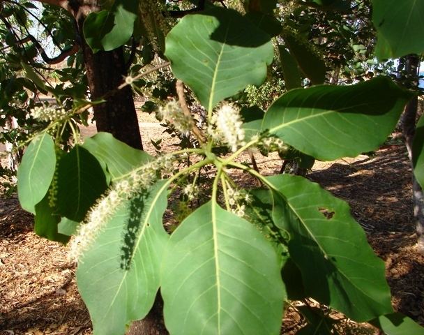 Terminalia ferdinandiana Terminalia ferdinandiana northwestplants