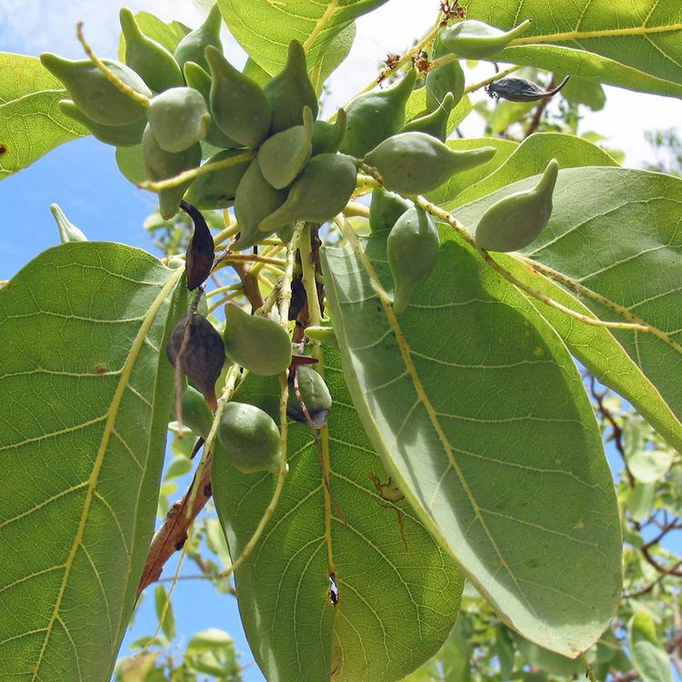 Terminalia ferdinandiana Australian Seed TERMINALIA ferdinandiana