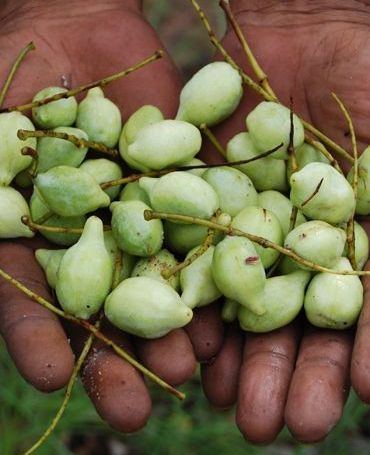 Terminalia ferdinandiana kakaduplum Terminalia ferdinandiana