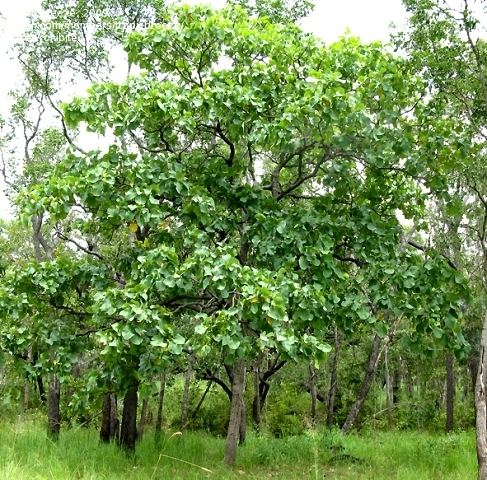 Terminalia ferdinandiana kakaduplum Terminalia ferdinandiana