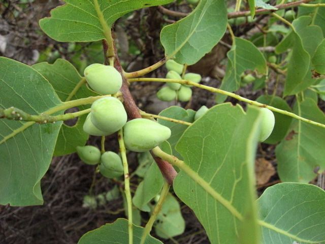 Terminalia ferdinandiana Terminalia ferdinandiana northwestplants