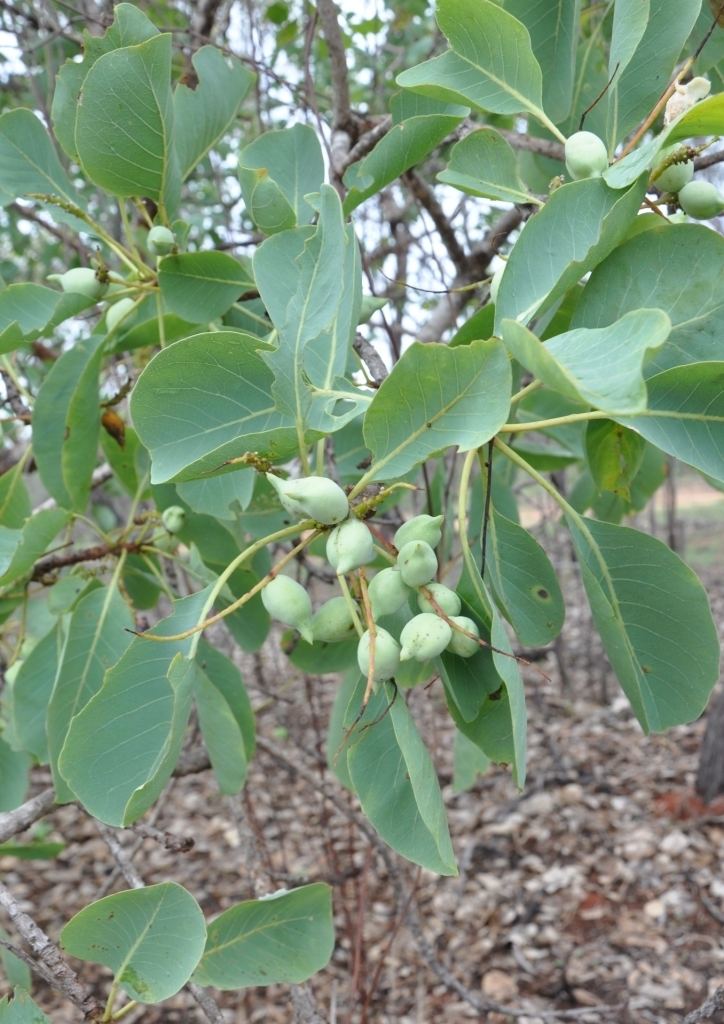 Terminalia ferdinandiana Terminalia ferdinandiana Gubinge Society for Kimberley