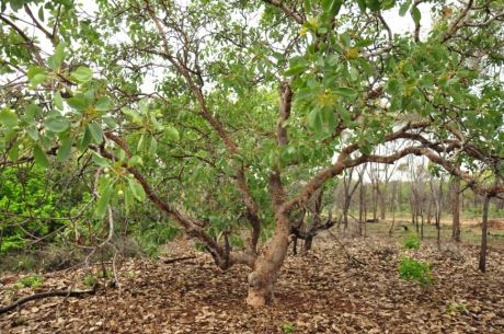 Terminalia ferdinandiana Terminalia ferdinandiana Gubinge Society for Kimberley