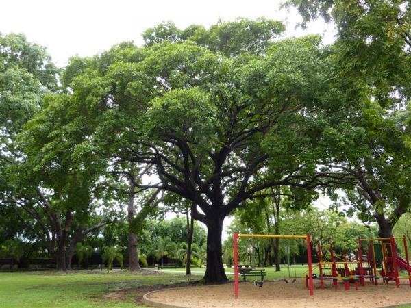 Terminalia microcarpa Tree Register National Register of Big Trees