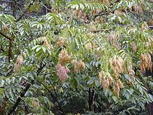 Terminalia myriocarpa httpsuploadwikimediaorgwikipediacommonsthu