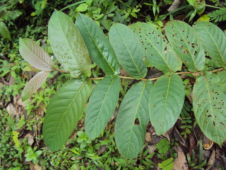 Terminalia paniculata Terminalia paniculata Images Useful Tropical Plants