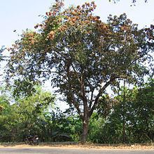 Terminalia paniculata httpsuploadwikimediaorgwikipediacommonsthu