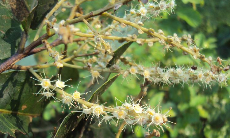 Terminalia paniculata FileTerminalia paniculata flowers 7JPG Wikimedia Commons