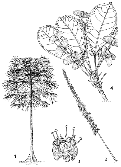 Terminalia superba Protabase Record