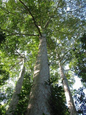 Terminalia superba Commercially Useful Trees of the Lancetilla Botanical Garden