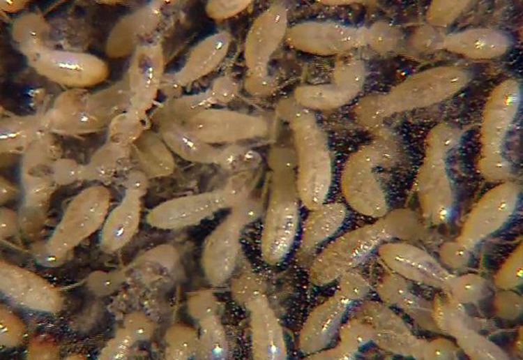 Termite Termites Types Facts amp How to Identify Them