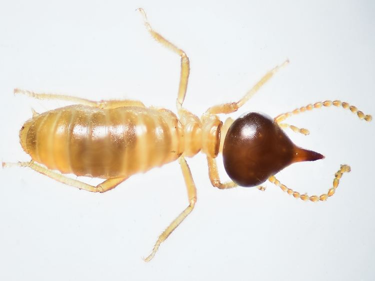 Termite Termites Facts Photos amp Extermination Information