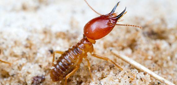 Termite Termite Control Pest Control India