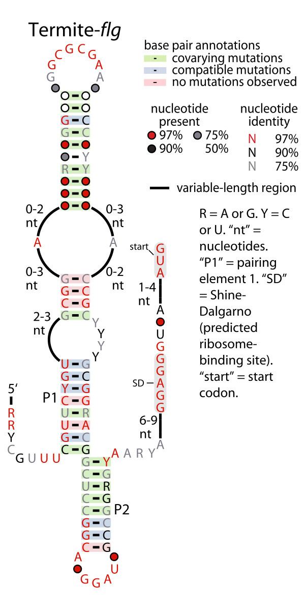 Termite-flg RNA motif