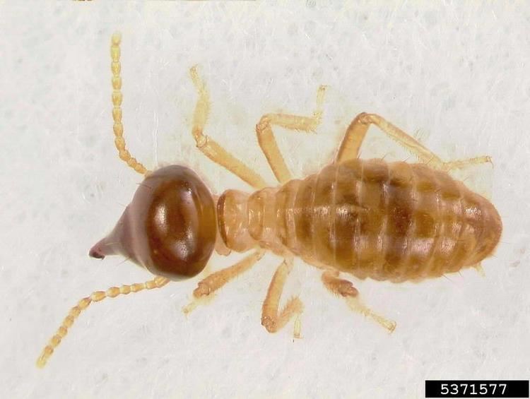 Termitidae tree termite Nasutitermes costalis Isoptera Termitidae 5371577