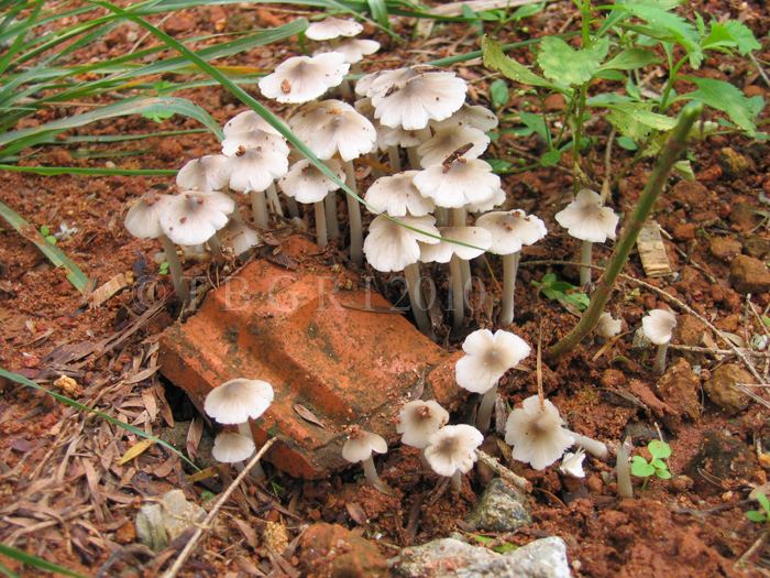 Termitomyces Mushroom Database