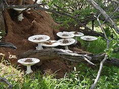 Termitomyces reticulatus httpsuploadwikimediaorgwikipediacommonsthu