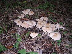 Termitomyces tylerianus httpsuploadwikimediaorgwikipediacommonsthu