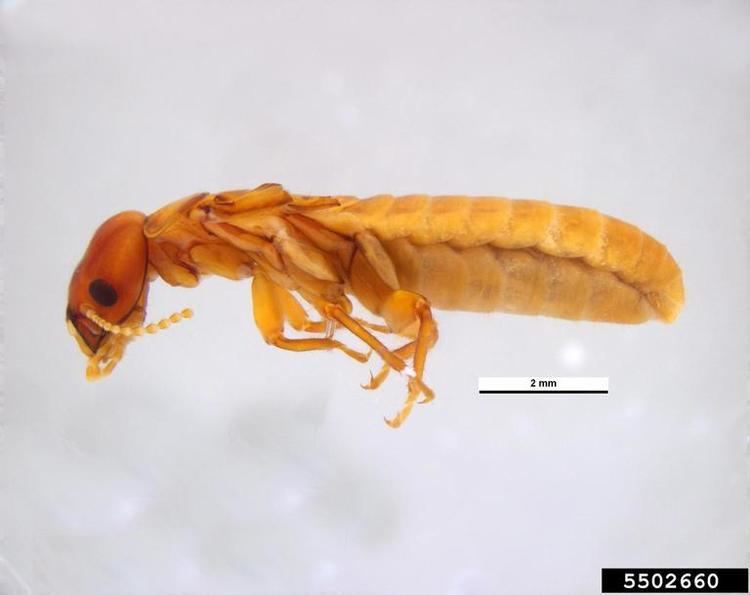 Termopsidae damp wood termite Porotermes adamsoni Isoptera Termopsidae 5502660