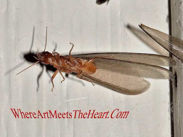 Termopsidae Blattodea termites of Oregon Nature Photography up close by