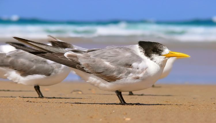 Tern Tern Wikipedia