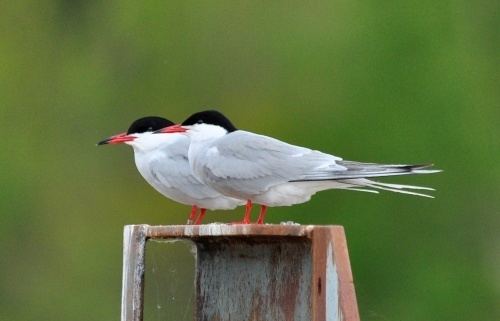 Tern Sternidae Terns NatureSpot