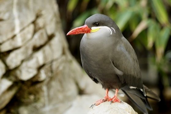 Tern Charles Paddock Zoo Inca Tern