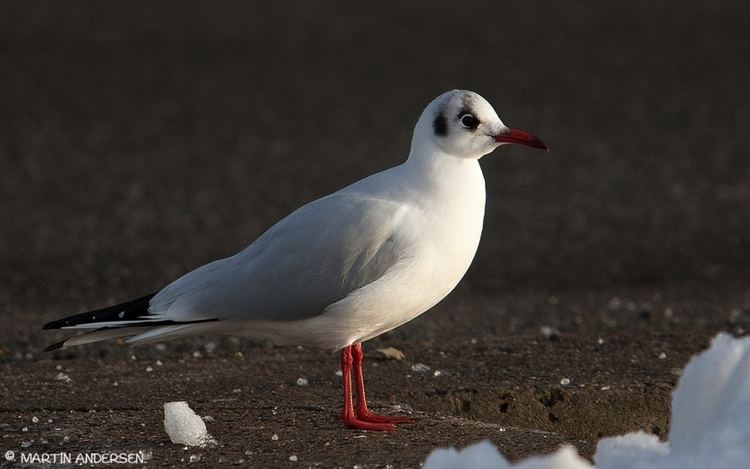 Tern Gulls in Skagen Harbour Powerzoomdk