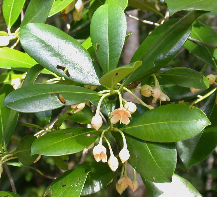 Ternstroemia Smithsonian Tropical Research InstituteTernstroemia tepezapote