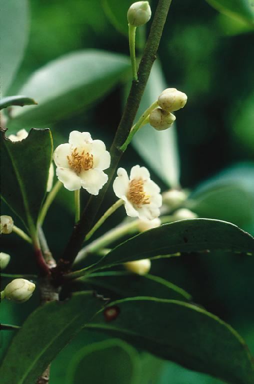 Ternstroemia Ternstroemia gymnanthera in Flora of China eflorasorg