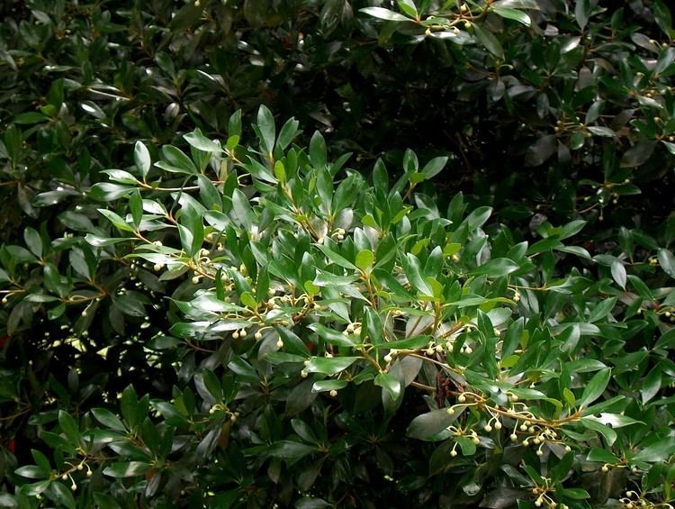 Ternstroemia gymnanthera Online Plant Guide Ternstroemia gymnanthera Cleyera