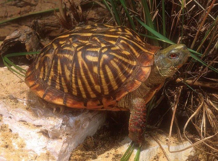 Terrapene ornata Terrapene ornata Ornate box turtle Discover Life