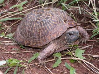 Terrapene ornata Terrapene ornata Ornate box turtle Discover Life