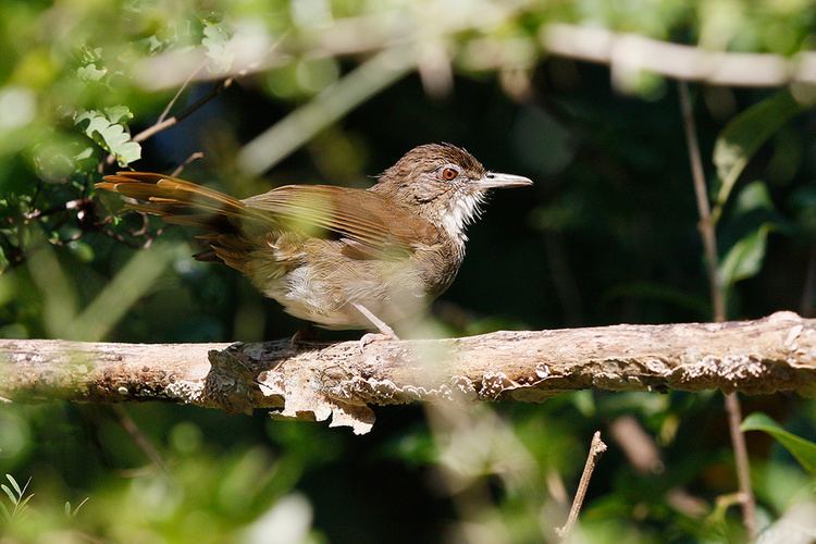 Terrestrial brownbul Terrestrial Brownbul Bird amp Wildlife Photography by Richard and