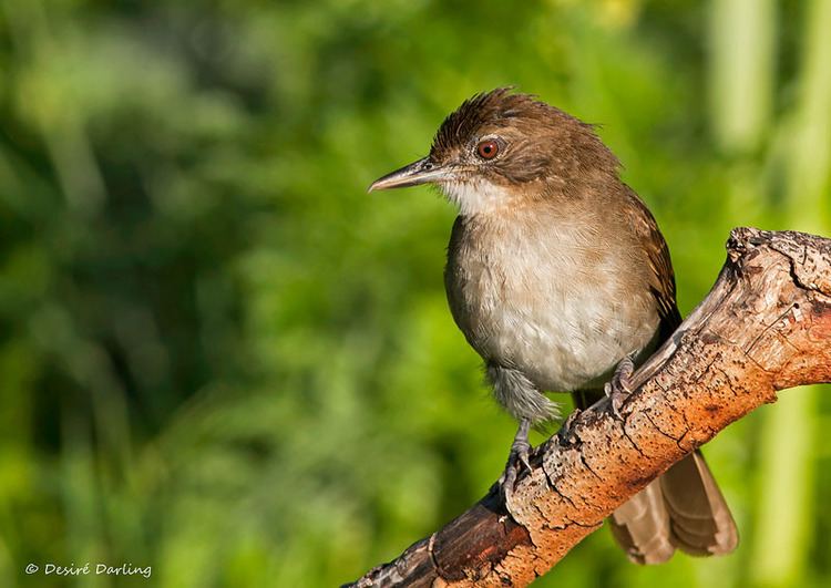 Terrestrial brownbul Terrestrial Brownbul OutdoorPhoto Gallery