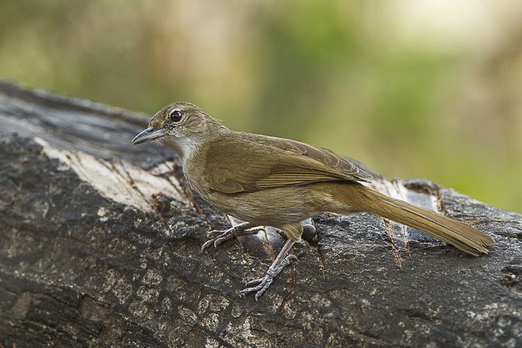 Terrestrial brownbul FileTerrestrial Brownbul Malawi S4E3407 17026025436jpg