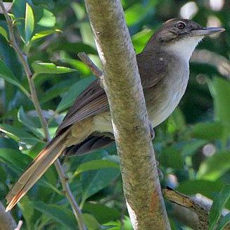 Terrestrial brownbul terrestris Terrestrial brownbul Terrestrial bulbul