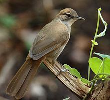 Terrestrial brownbul httpsuploadwikimediaorgwikipediacommonsthu